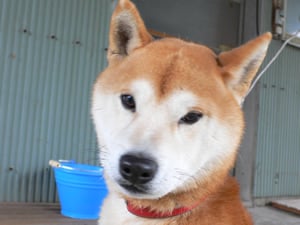 サスケ