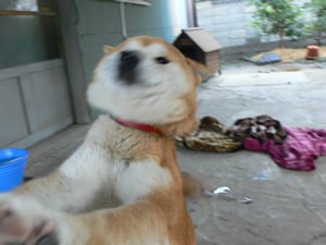 飛び寄る