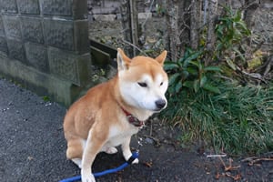 犬