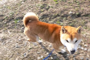 スッキリ
