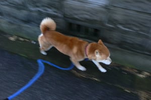 かけっこ