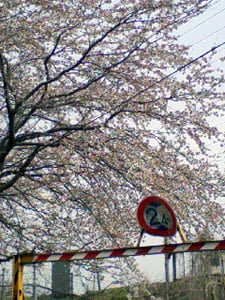 桜1