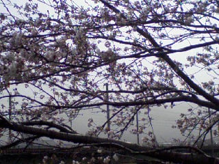 桜2