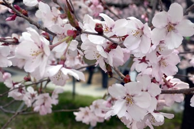 桜