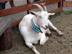 動物たち2