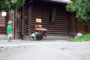 ���N���N��Â���t�@�[���Ńg���J�c�I