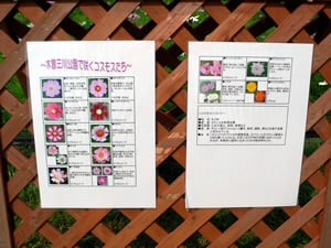 木曽三川公園のコスモス