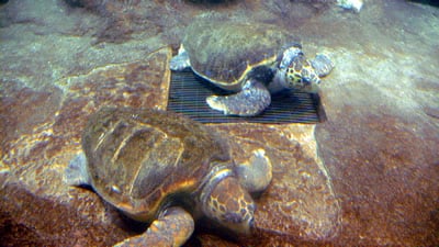 ウミガメ