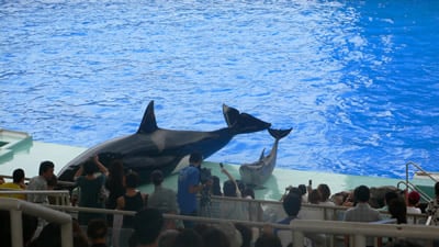 シャチのクーとイルカ