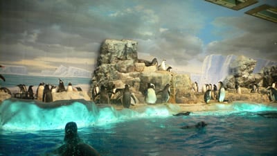 ペンギン