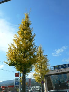 �C�`���E�̊X�H��