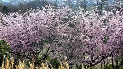 桜