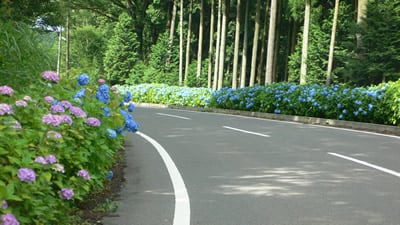 あじさいロード