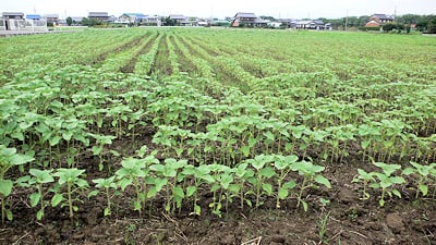 大垣ひまわり畑