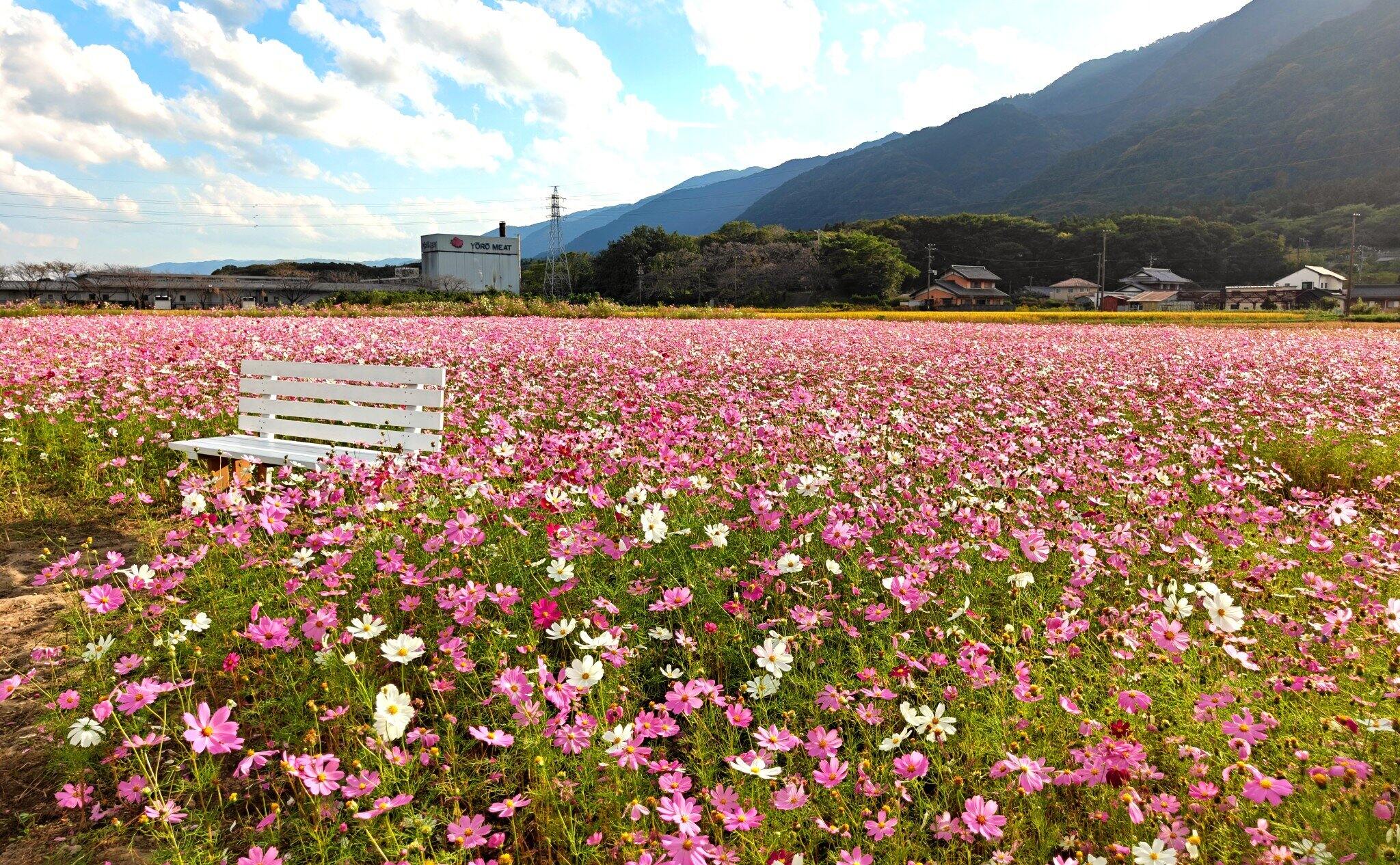 養老町石畑のコスモス畑が見頃！ピンクのドアと白いベンチで秋の写真撮影